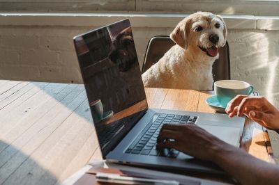 Dog-next-to-person-working-on-laptop